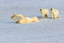 Polar bear (Ursus arctos maritimus) mother rolling in snow watched by new year cubs, 6 months old,~Svalbard, Arctic