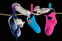 White mice (Mus genus) in socks (captive)