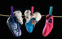 White mice (Mus genus) in socks (captive)