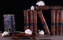 White mice (Mus genus) on bookcase (captive)