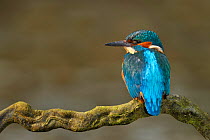 Kingfisher (Alcedo atthis), male perched on branch over river