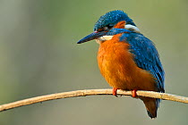 Kingfisher (Alcedo atthis), male perched on branch over river