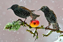 Starlings (Sturnus vulgaris), adults perched on branch in winter feeding on apple. Lorraine France.  3rd Prize in the Melvita Nature Images Awards competition 2013.