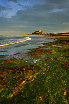 Dusk on the beach at low tide with Bamburgh Castle  in distance, Northumberland, England, UK
