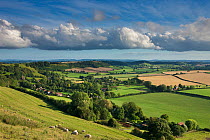 Countryside in summer near Corton Denham, Somerset, England, UK