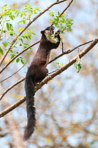 Malayan Giant Squirrel (Ratufa bicolor) in tree. Panbari Forest, Assam, India.