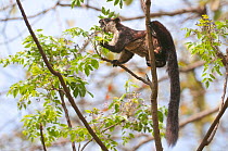 Malayan Giant Squirrel (Ratufa bicolor). Panbari Forest, Assam, India.