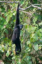 Western Hoolock Gibbon (Hylobates / Hoolock hoolock) male hanging from branch. Endangered. Gibbon Wildlife sanctuary, Assam, India.
