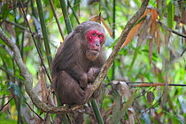 Stump-tailed Macaque (Macaca arctoides) portrait. Gibbon Wildlife sanctuary, Assam, India.