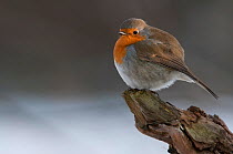 Robin (Erithacus rubecula) with feathers ruffed to keep warm. Brasschaat, Belgium, February.