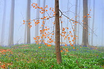 Fog in Beech forest (Fagus) with Bluebells (Scilla / Endymion non-scripta). Hallerbos, Halle, Belgium, April.