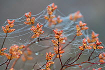 Sweetgale (Myrica gale) with dew and spider webs. Groot Schietveld, Wuustwezel, Belgium, March.