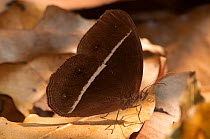 Smooth-eyed Bush-brown Butterfly (Orsotriaena medus). Sepahijala Wildlife Sanctuary, Tripura, India.