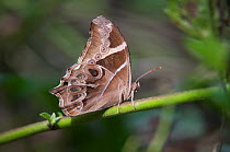 Bamboo Treebrown Butterfly (Lethe europa). Sepahijala Wildlife Sanctuary, Tripura, India.