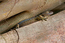 Tokay Gecko (Gekko gecko). Trishna wildlife sanctuary, Tripura, India.