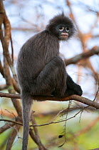 Phayre's Leaf Monkey (Trachypithecus phayrei) sitting on branch. Sepahijala Wildlife Sanctuary, Tripura, India.