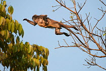 Phayre's Leaf Monkey (Trachypithecus phayrei) jumping between trees. Sepahijala Wildlife Sanctuary, Tripura, India.