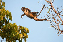 Phayre's Leaf Monkey (Trachypithecus phayrei) jumping between trees. Sepahijala Wildlife Sanctuary, Tripura, India.