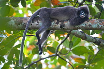 Phayre's Leaf Monkey (Trachypithecus phayrei) resting on branch. Sepahijala Wildlife Sanctuary, Tripura, India.