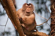 Pig-tailed Macaque (Macaca nemestrina) portrait. Sepahijala Wildlife Sanctuary, Tripura, India.
