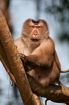 Pig-tailed Macaque (Macaca nemestrina) portrait. Sepahijala Wildlife Sanctuary, Tripura, India.