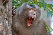 Pig-tailed Macaque (Macaca nemestrina) portrait, with mouth open showing teeth. Sepahijala Wildlife Sanctuary, Tripura, India.