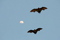 Two Indian Flying Fox (Pteropus giganticus) in flight with moon. Tripura, India.