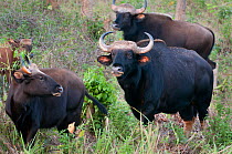 Herd of Wild Gaur (Bos gaurus). Trishna wildlife sanctuary, Tripura, India.