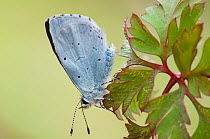 Holly Blue Butterfly (Celastrina argiolus). Belgium, April.