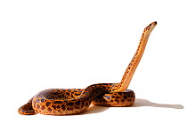 Eastern small-blotched / Spotted Python (Antaresia maculosa) studio shot on white background. Endemic to eastern Papua-New-Guinea and eastern Australia.
