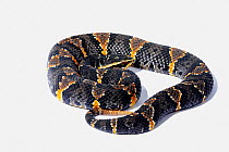 Mexican Moccasin / Cantil Snake (Agkistrodon bilineatus taylori) against white background. Endemic to Mexico.