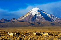 Domesticated Alpaca / Vicugna (Lama / Vicungna pacos) on plains with snow-capped peak in distance. Sajama National Park, Bolivia.