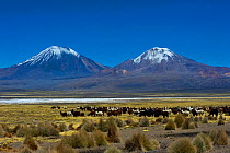 Domesticated Alpaca / Vicugna (Lama / Vicungna pacos) on plains with snow-capped peaks in distance. Sajama National Park, Bolivia.