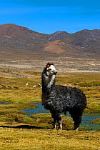 Domesticated Alpaca / Vicugna (Lama / Vicungna pacos) on altiplano plains. Sajama National Park, Bolivia.
