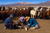Farmers treating Domesticated Alpaca / Vicugna (Lama / Vicungna pacos) for worm infection on altiplano plains. Sajama National Park, Bolivia.