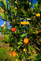Strawberry tree (Arbutus unedo) with flowers, mature and immature fruits. Poitou, France.