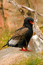 Bateleur Eagle (Terathopius ecaudatus). Captive. Endemic from sub-Saharan Africa to South Africa.