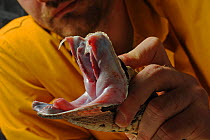 Gaboon Viper (Bitis gabonica rhinoceros) handled by worker at venom collection laboratory, showing large fangs. Ghana, Africa.