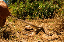 Western Diamondback Rattlesnake (Crotalus atrox) striking a hat. Imperial Valley, California, May.
