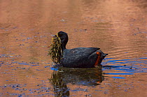 Giant Coot (Fulica gigantea) male collecting mesting material. Near El paso las viscachas (4450 m), northern Chile.