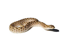 Western Hognose Snake (Heterodon nasicus), studio shot against white background. Endemic to western North America and Mexico.