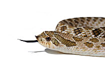 Western Hognose Snake (Heterodon nasicus) tasting air with its tongue. Endemic to western North America and Mexico.