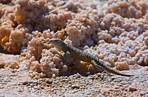 Saltflat Lizard (Liolaemus fabiani). Atacama, Chile.