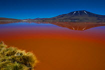 'Laguna Colorada' or 'Red Lagoon' with mountains beyond. The colouration is due to both sediments and red-algae. Eduardo Avaroa national reserve, Bolivian altiplano at 4780 m.