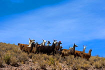Domesticated Lama (Lama glama) herd on high plains. Bolivia, South America.