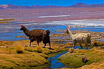 Domesticated Lama (Lama glama) by water with flamingos in the distance. Bolivia, South America.