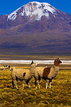 Two domesticated Lama (Lama glama) on high altitude plain with snow-capped peak on horizon. Sajama National Park, Bolivia.