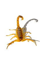 Deathstalker / Palestine Yellow Scorpion (Leiurus quinquestriatus) against white background. Tunisia, Africa.