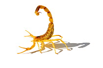 Deathstalker / Palestine Yellow Scorpion (Leiurus quinquestriatus) against white background. Tunisia, Africa.