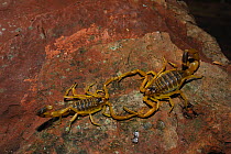 Deathstalker / Palestine Yellow Scorpions (Leiurus quinquestriatus) pair engaging in courtship. Tunisia, Africa.
